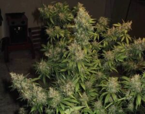 Semínka konopí pro experty Northern Lights #5 x Haze