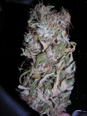 Semínka konopí pro experty Northern Lights #5 x Haze