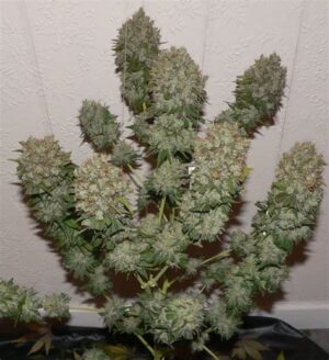 Semínka konopí pro experty Northern Lights #5 x Haze