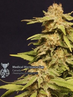 kannabia-special-growmart-semínka