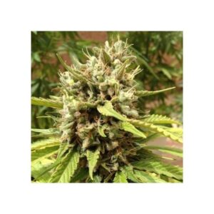 semena konopí BlueBerry