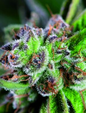 Semínka konopí s příchutí žvýkačky - Watermelon Zkittlez