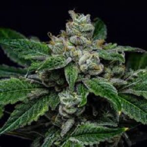 Semínka konopí s příchutí žvýkačky - Watermelon Zkittlez