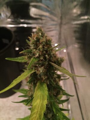 CBD crew - CBD 3D | Regular hemp seeds - Image 8