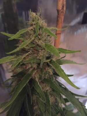 CBD crew - CBD 3D | Regular hemp seeds - Image 7