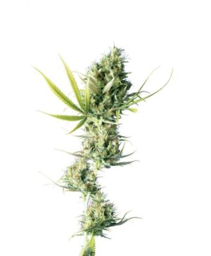 semínka marihuany Durban feminized