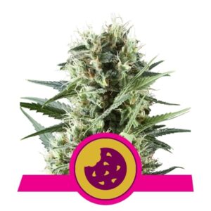 Semínka marihuany s výtečnou chutí - Royal Cookies