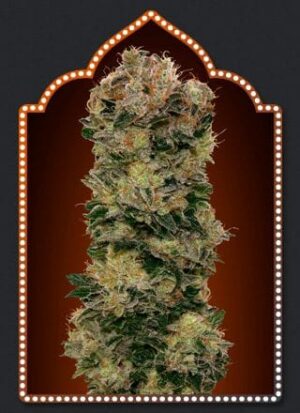 semínka marihuany Sweet Soma