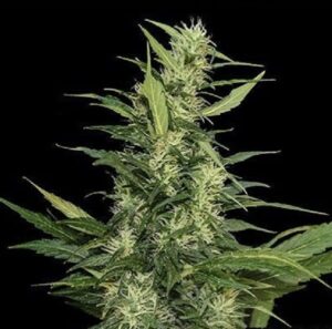 semínka trávy Amur Gaint Auto