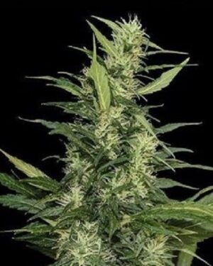 semínka trávy Amur Gaint Auto