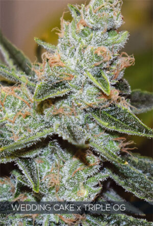 Semínka velmi lahodné marihuany Wedding Cake x Tripple OG