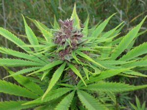 Dutch Passion - FRISIAN DUCK ® | Feminized Hemp Seeds - Image 15