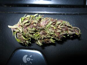 Dutch Passion - FRISIAN DUCK ® | Feminized Hemp Seeds - Image 11