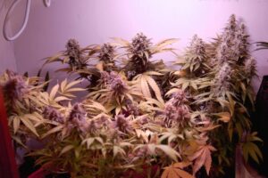 Dutch Passion - FRISIAN DUCK ® | Feminized Hemp Seeds - Image 12