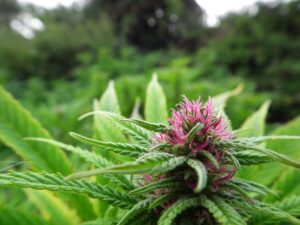 Dutch Passion - FRISIAN DUCK ® | Feminized Hemp Seeds - Image 14
