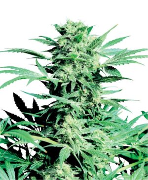 Sensi Seeds - Shiva Skunk Feminized | Feminized cannabis seeds - Image 3