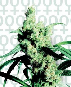 Sensi Seeds - Silver Haze regular | Regular Cannabis Seeds - Image 6