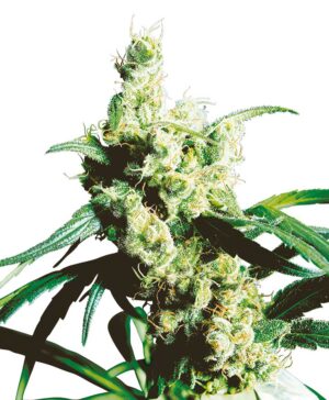 Sensi Seeds - Silver Haze regular | Regular Cannabis Seeds - Image 5