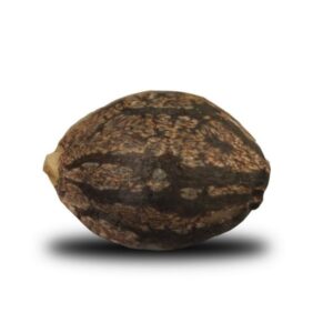 Royal Queen Seeds - BUBBLEGUM XL | Feminized cannabis seeds - Image 6