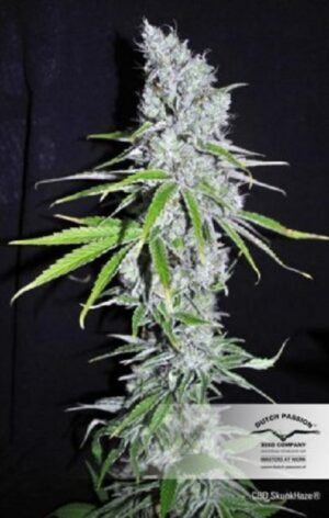 lecebna marihuana