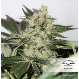 lecebna marihuana