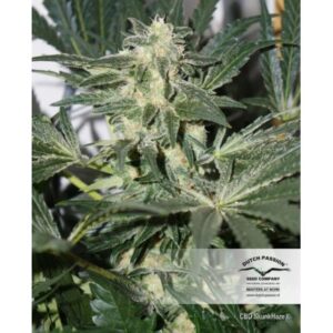 lecebna marihuana