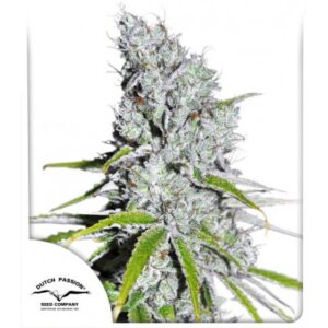 lecebna marihuana
