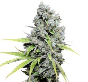 lecebna marihuana