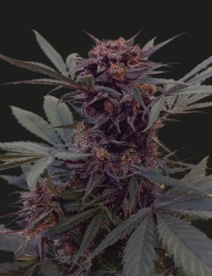 skvělá semena marihuany z Ruska - Black Babushka Auto