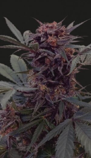 skvělá semena marihuany z Ruska - Black Babushka Auto