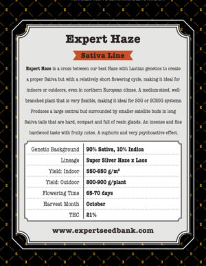 Skvělé konopné osivo Expert Haze