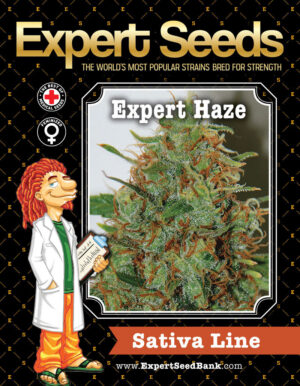 Skvělé konopné osivo Expert Haze
