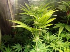 Sumo Seeds - STRAWBERRY CREAM | Feminized cannabis seeds - Image 7