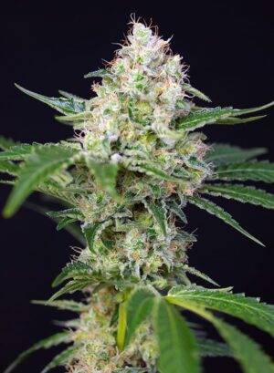 sladká semínka marihuany crystal candy