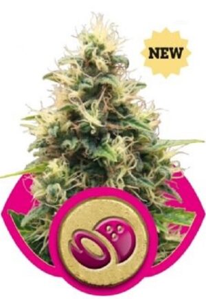 growmart-somango-xl