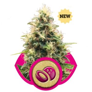 growmart-somango-xl