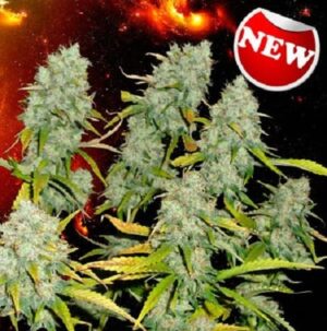 somango-xl-semena-growmart