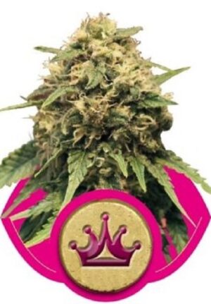 growmart-special-queen