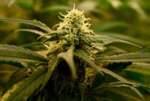 Royal Queen Seeds - SPECIAL QUEEN 1 | Feminized cannabis seeds - Image 10