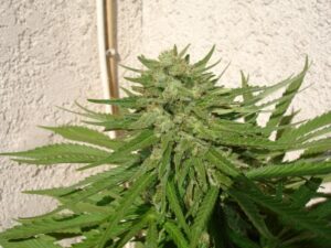 Royal Queen Seeds - SPECIAL QUEEN 1 | Feminized cannabis seeds - Image 6