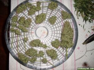 Royal Queen Seeds - SPECIAL QUEEN 1 | Feminized cannabis seeds - Image 7