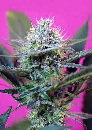 Sweet Seeds® - +Speed Auto ® | Autoflowering cannabis seeds - Image 5