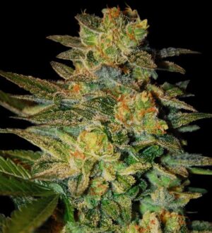 SPIRITUAL PUNK seminka 1