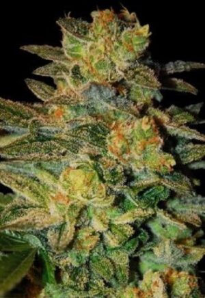 SamSara seeds - SPIRITUAL PUNK ® | Feminized cannabis seeds - Image 5