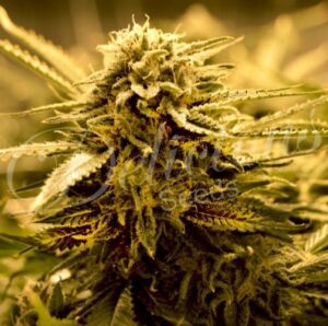 Delicious seeds - SUGAR BLACK ROSE | Feminized cannabis seeds - Image 7