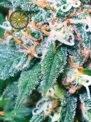 Vision Seeds - SUPER SKUNK | Feminized cannabis seeds - Image 2
