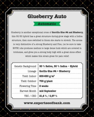 Super výnosná semena konopí Expert Glueberry