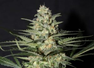 CBD Crew - Sweet and Sour Widow | Regular Hemp Seeds - Image 6