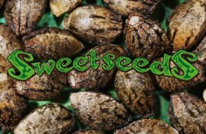 Sweet Seeds® - Sweet Trainwreck Auto ® | Autoflowering Cannabis Seeds - Image 8
