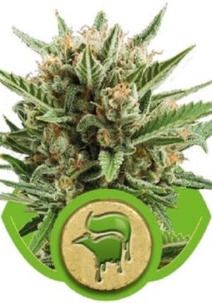 growmart-sweet-skunk-automatic